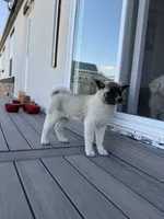 Bentley , a female Akita for sale in Hudson, CO – 1 of 10