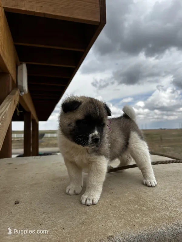 Bentley  – Akita puppy for sale in Hudson, CO