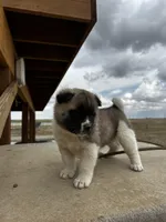 Bentley , a female Akita for sale in Hudson, CO – Photo 1 of 10