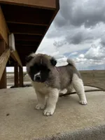Bentley , a female Akita for sale in Hudson, CO – Photo 4 of 10