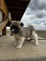Bentley , a female Akita for sale in Hudson, CO – Photo 2 of 10