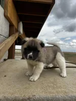 Bentley , a female Akita for sale in Hudson, CO – Photo 5 of 10