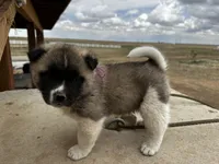 Bentley , a female Akita for sale in Hudson, CO – Photo 6 of 10