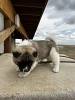 Bentley , a female Akita for sale in Hudson, CO – Photo 7 of 10