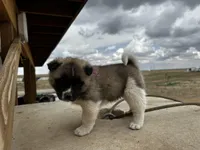 Bentley , a female Akita for sale in Hudson, CO – Photo 3 of 10