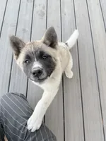 Tig, a male Akita for sale in Hudson, CO – 2 of 10