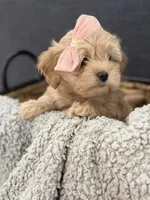 Dora, a female Cockapoo and Maltipoo for sale in Hudson, CO – 3 of 3