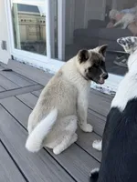 Bentley , a female Akita for sale in Hudson, CO – 3 of 10