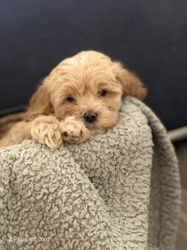 Gus – Cockapoo, Maltipoo puppy for sale in Hudson, CO