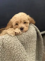 Gus, a male Cockapoo and Maltipoo for sale in Hudson, CO – 1 of 4