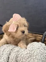 Dora, a female Cockapoo and Maltipoo for sale in Hudson, CO – 2 of 3