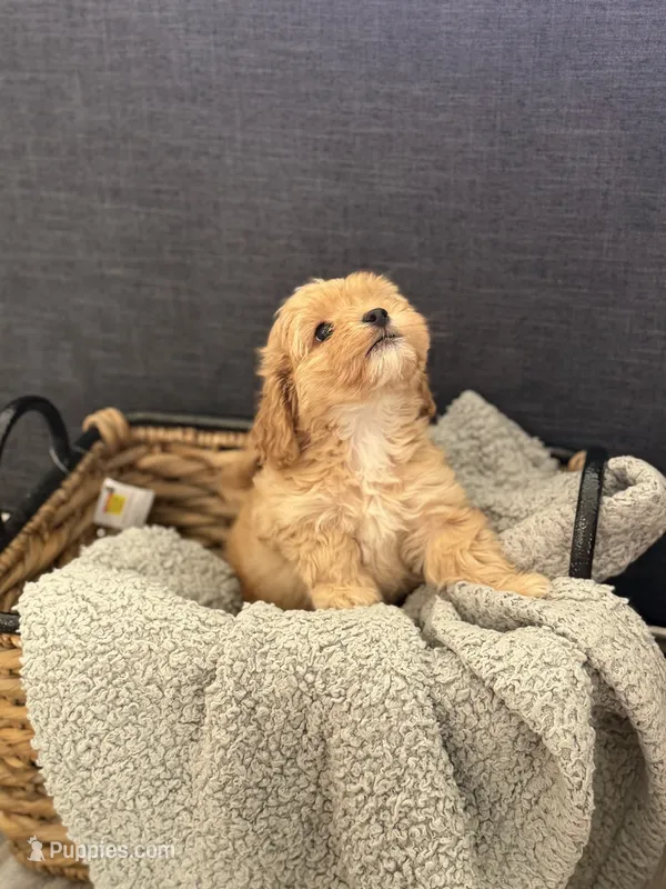 Ginger – Cockapoo, Maltipoo puppy for sale in Hudson, CO