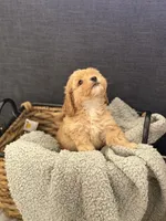 Ginger, a male Cockapoo and Maltipoo for sale in Hudson, CO – 1 of 3