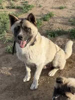 Tig, a male Akita for sale in Hudson, CO – 10 of 10