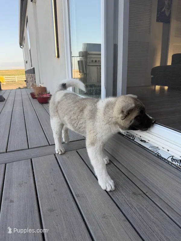 Tig – Akita puppy for sale in Hudson, CO