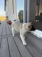 Tig, a male Akita for sale in Hudson, CO – 1 of 10