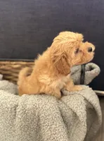 Ginger, a male Cockapoo and Maltipoo for sale in Hudson, CO – 2 of 3