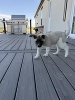 Bentley , a female Akita for sale in Hudson, CO – 5 of 10