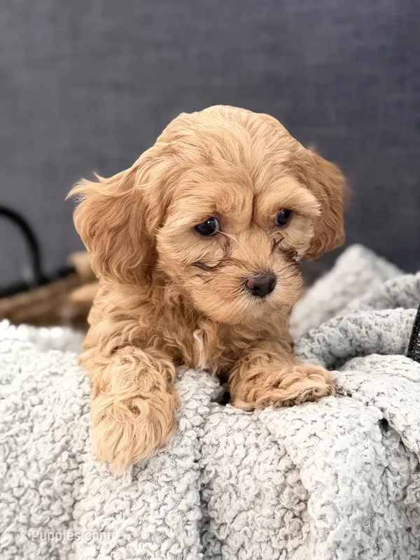 Truffle – Cockapoo, Maltipoo puppy for sale in Hudson, CO