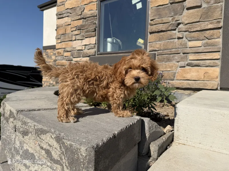 Truffle – Cockapoo puppy for sale in Hudson, CO