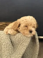 Gus, a male Cockapoo and Maltipoo for sale in Hudson, CO – 3 of 4