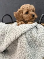 Rufus, a male Cockapoo and Maltipoo for sale in Hudson, CO – 2 of 4