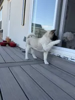 Bentley , a female Akita for sale in Hudson, CO – 2 of 10