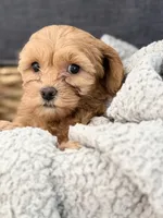 Truffle, a male Cockapoo and Maltipoo for sale in Hudson, CO – 4 of 4
