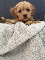 Rufus, a male Cockapoo and Maltipoo for sale in Hudson, CO – 4 of 4