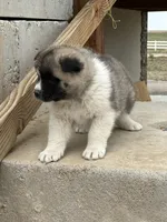 Leo, a male Akita for sale in Hudson, CO – Photo 9 of 10