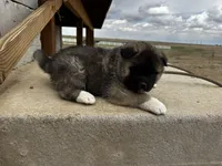 Brownie, a male Akita for sale in Hudson, CO – Photo 10 of 10