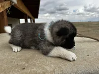 Cookie dough , a male Akita for sale in Hudson, CO – Photo 5 of 10