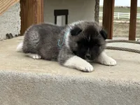 Cookie dough , a male Akita for sale in Hudson, CO – Photo 10 of 10