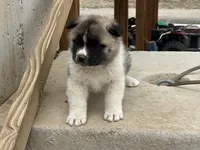Leo, a male Akita for sale in Hudson, CO – Photo 8 of 10