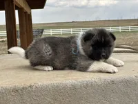 Cookie dough , a male Akita for sale in Hudson, CO – Photo 6 of 10