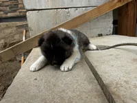 Cookie dough , a male Akita for sale in Hudson, CO – Photo 3 of 10