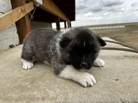 Cookie dough , a male Akita for sale in Hudson, CO – Photo 4 of 10