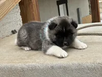 Cookie dough , a male Akita for sale in Hudson, CO – Photo 7 of 10