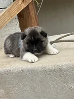 Cookie dough , a male Akita for sale in Hudson, CO – Photo 9 of 10