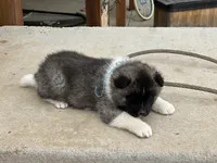Cookie dough , a male Akita for sale in Hudson, CO – Photo 8 of 10