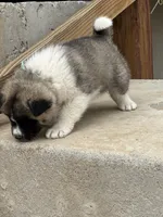 Leo, a male Akita for sale in Hudson, CO – Photo 10 of 10