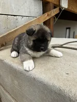 Brownie, a male Akita for sale in Hudson, CO – Photo 9 of 10