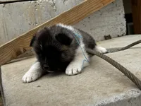 Cookie dough , a male Akita for sale in Hudson, CO – Photo 2 of 10