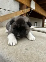Cookie dough , a male Akita for sale in Hudson, CO – Photo 1 of 10