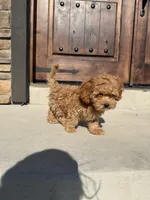 Truffle, a male Cockapoo for sale in Hudson, CO – 2 of 7