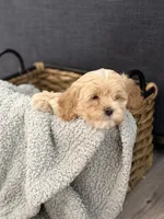 Gus, a male Cockapoo and Maltipoo for sale in Hudson, CO – 4 of 4
