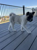 Bentley , a female Akita for sale in Hudson, CO – 4 of 10