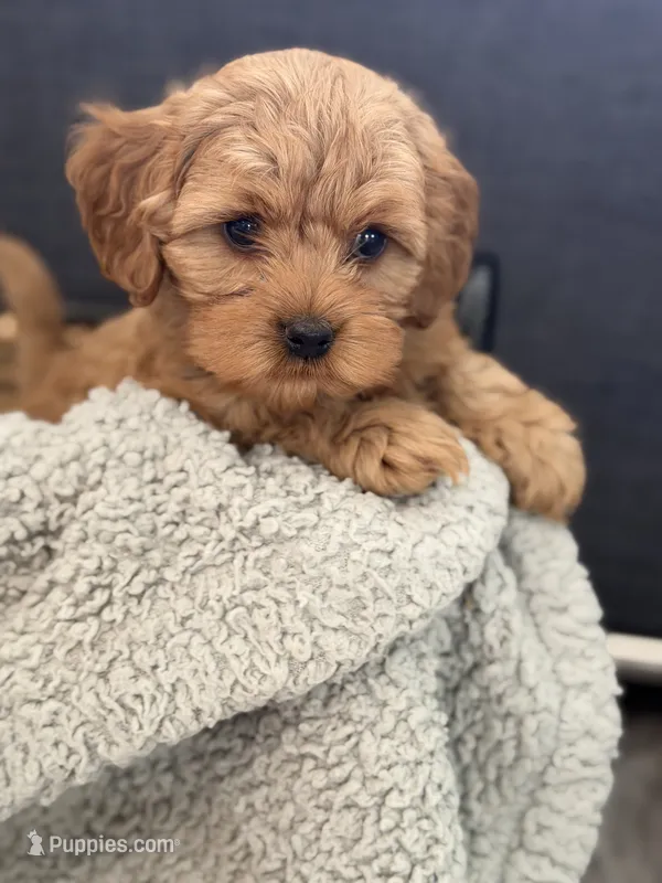 Rufus – Cockapoo, Maltipoo puppy for sale in Hudson, CO