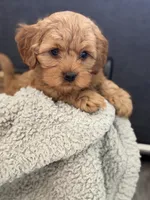 Rufus, a male Cockapoo and Maltipoo for sale in Hudson, CO – 1 of 4