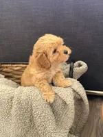 Ginger, a male Cockapoo and Maltipoo for sale in Hudson, CO – 3 of 3